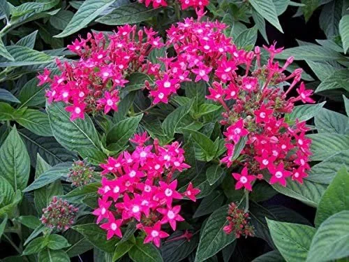 Pentas Lipstick - 18 four inch Containers
