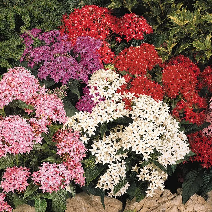 Pentas Mix - 18 four inch Containers