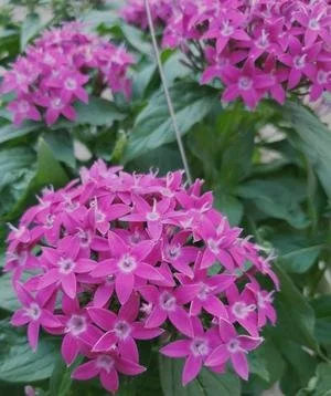 Pentas Violet - 18 four inch Containers