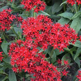 Pentas Dark Red- 18 four inch Containers