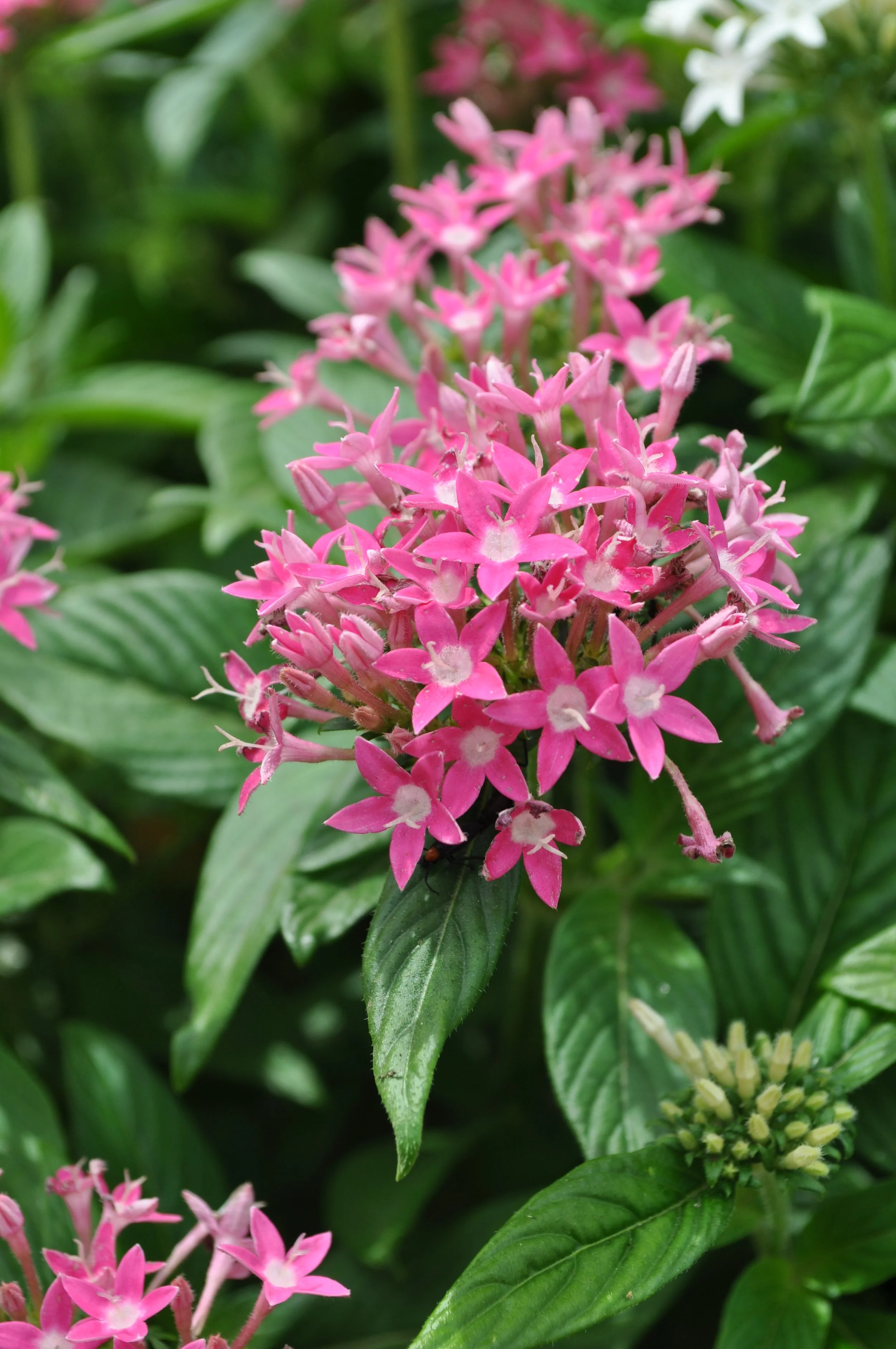 Pentas Pink - 18 four inch Containers