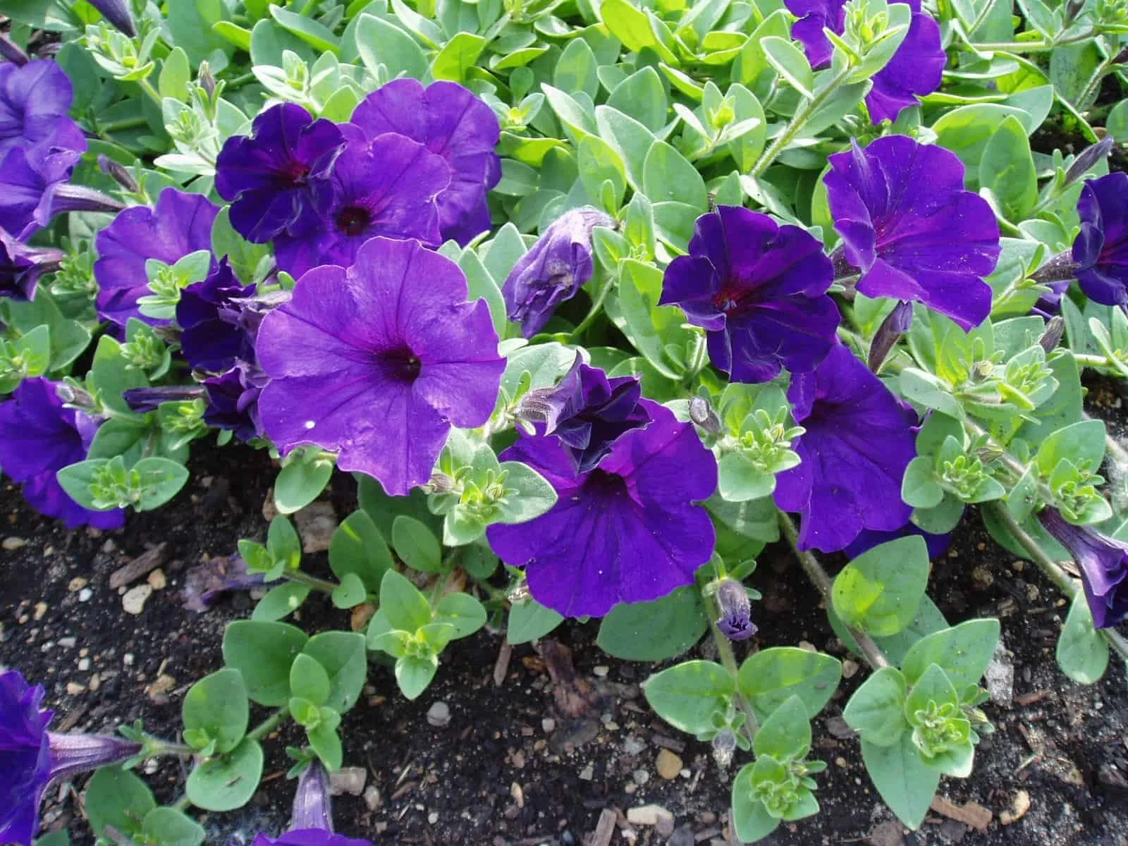 Wave Petunia Blue - Ten 4.5 inch Containers