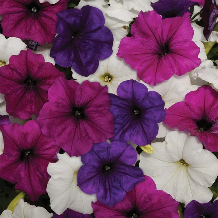 Wave Petunia Mix - Ten 4.5 inch Containers