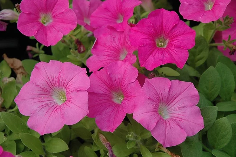 Wave Petunia Pink - Ten 4.5 inch Containers