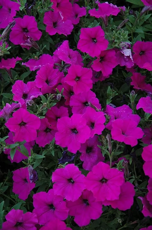Wave Petunia Violet - Ten 4.5 inch Containers