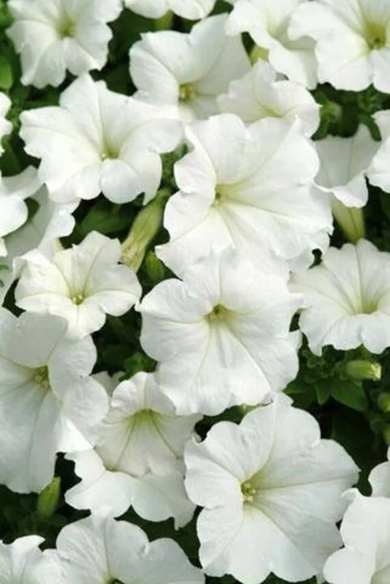 Wave Petunia White - Ten 4.5 inch Containers