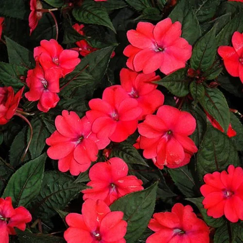 Sunpatiens deep rose.jpeg