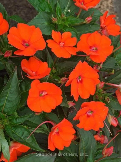 Sunpatiens Orange -  Ten 4.5 inch Containers