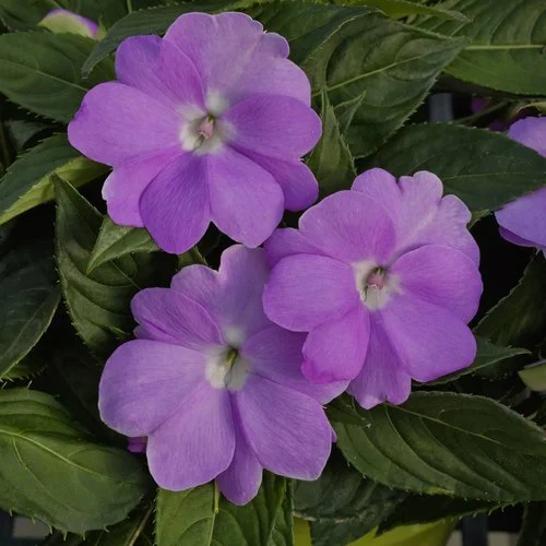Sunpatiens Orchid - Ten 4.5 inch Containers