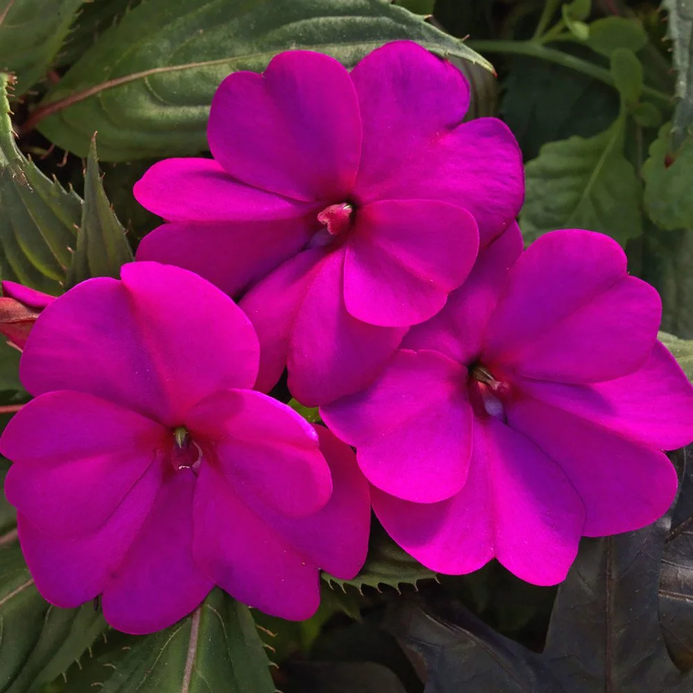 Sunpatiens Purple - Ten 4.5 inch Containers