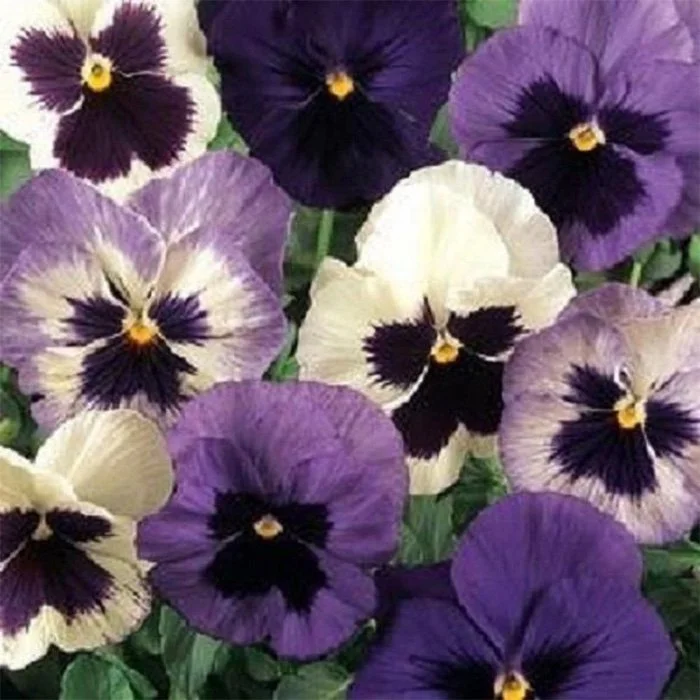 Ocean Breeze Pansy w/ Blotch - 18 four inch Containers