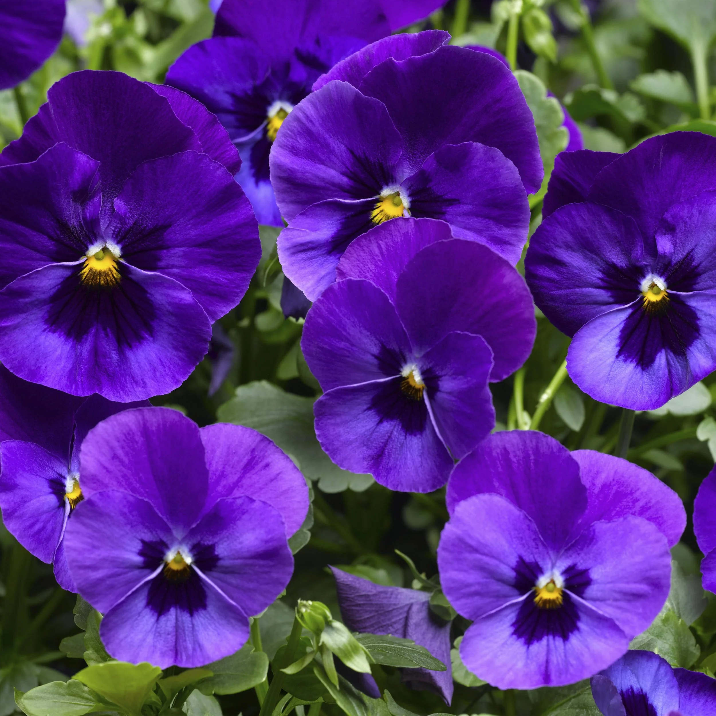 Blue Pansy w/ Blotch - 18 four inch Containers