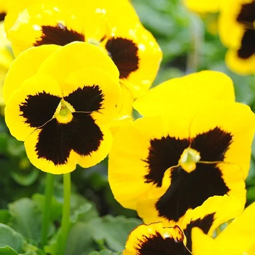 Yellow Pansy w/ Blotch - 18 four inch Containers