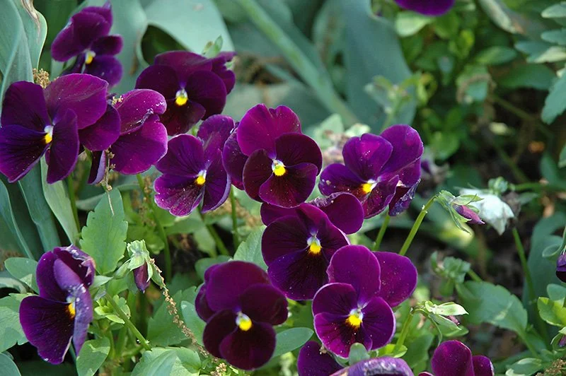 Purple Pansy - 18 four inch Containers