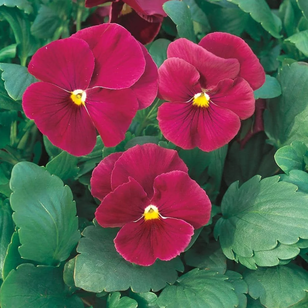 Rose Pansy - 18 four inch Containers
