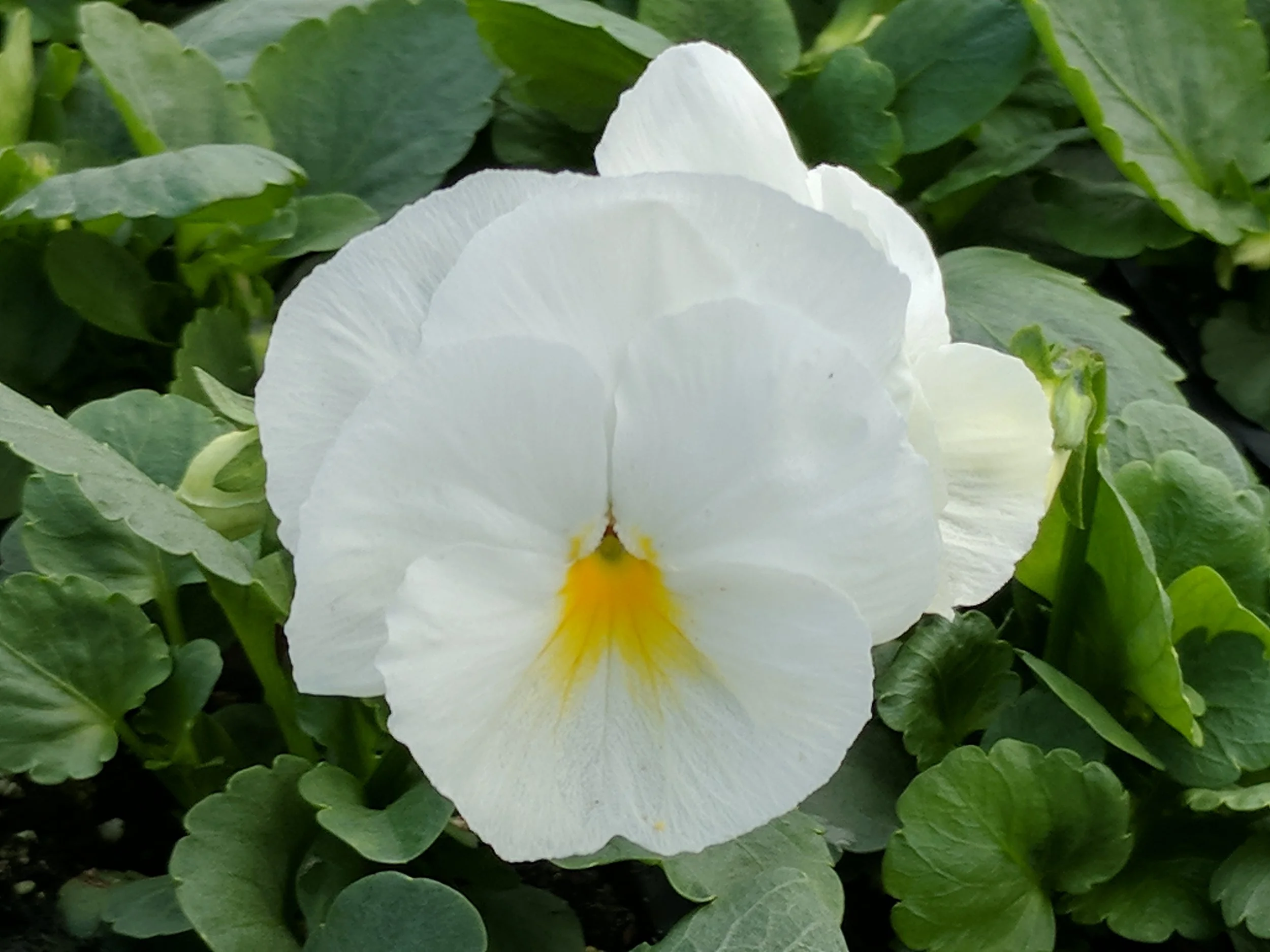White Pansy - 18 four inch Containers