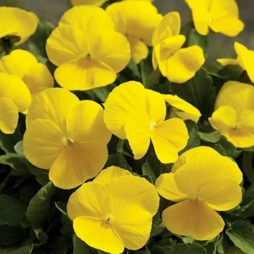 Yellow Pansy - 18 four inch Containers