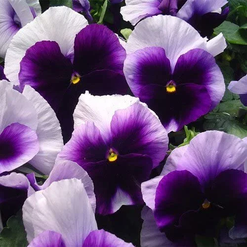 Beaconsfield Pansy - 18 four inch Containers