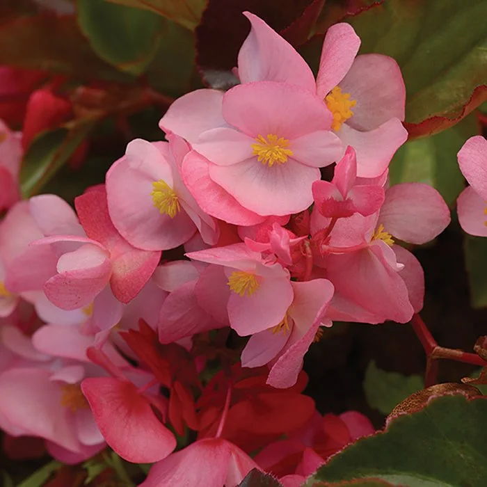 Begonia Bronze Leaf Pink - 18 four inch Containers