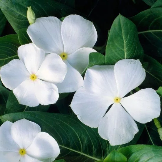 Periwinkle White - 18 four inch Containers