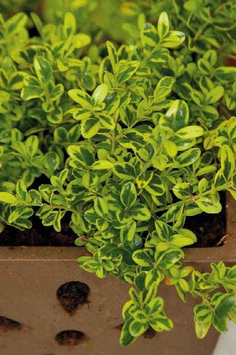 Boxwood Golden Dream.jpeg
