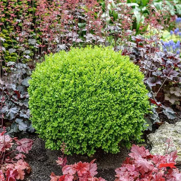 Green Velvet Boxwood