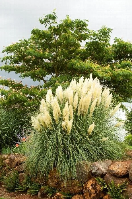 Grass Dwarf Pampas.jpeg