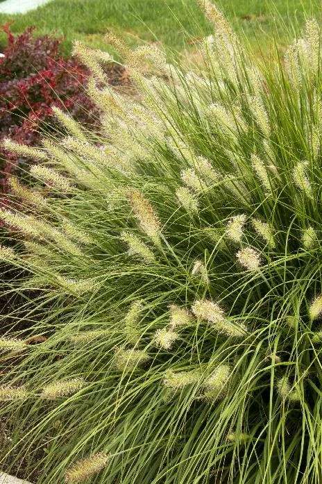 Grass Dwarf Fountain2.jpeg