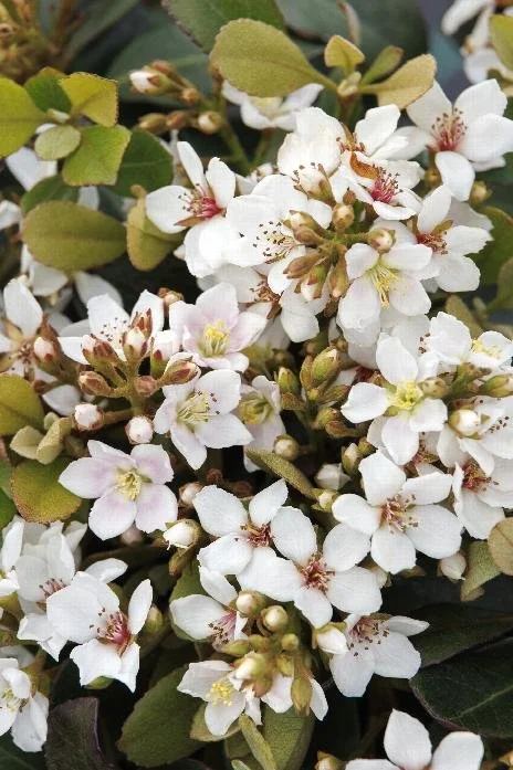 Snowcap Indian Hawthorn
