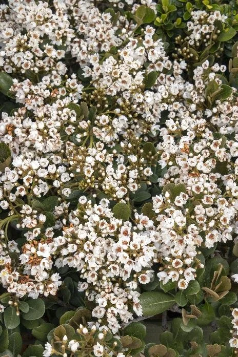Indian Hawthorn Georgia Petite.jpeg