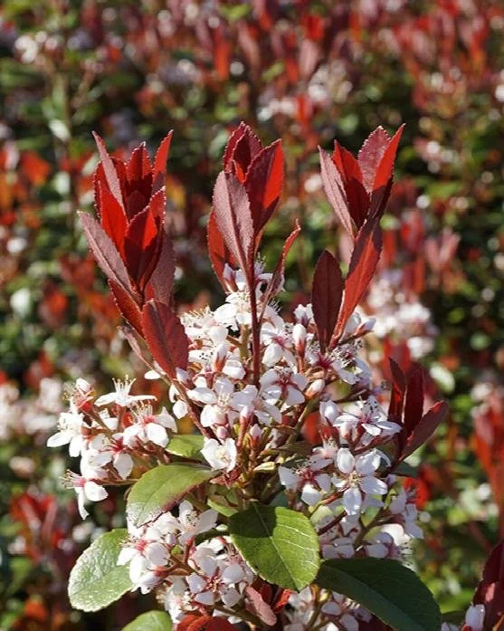 Indian Hawthorn Redbird.jpeg