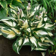 Hosta