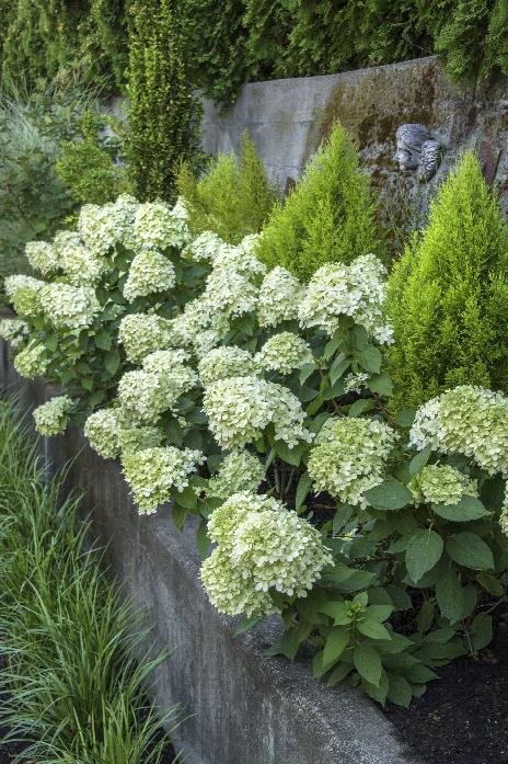 Little Lime Hardy Hydrangea