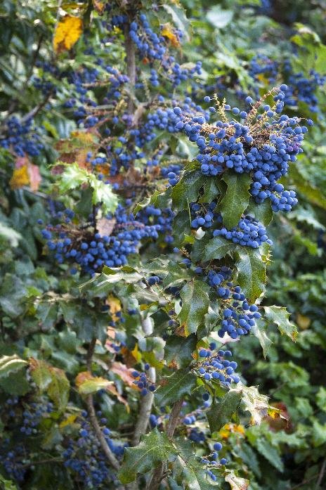 Mahonia Aquifolium Oregon Grape.jpeg