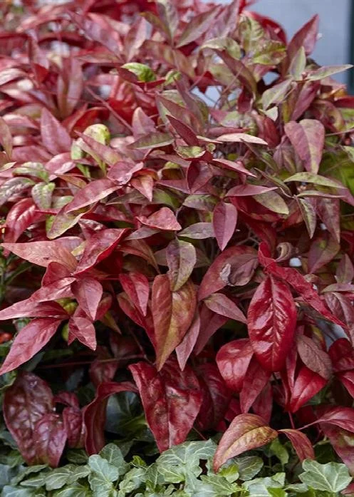 Nandina Pink Blush.jpeg