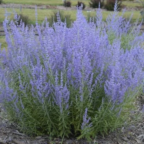 Russian Sage Blue Jean Baby.jpeg