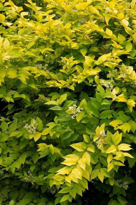 Privet Vicary Golden.jpeg