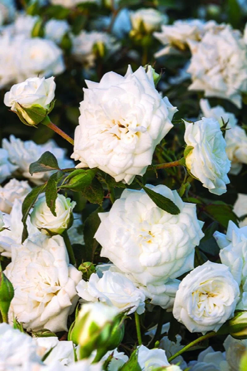 Drift Rose White Drift Groundcover.jpeg