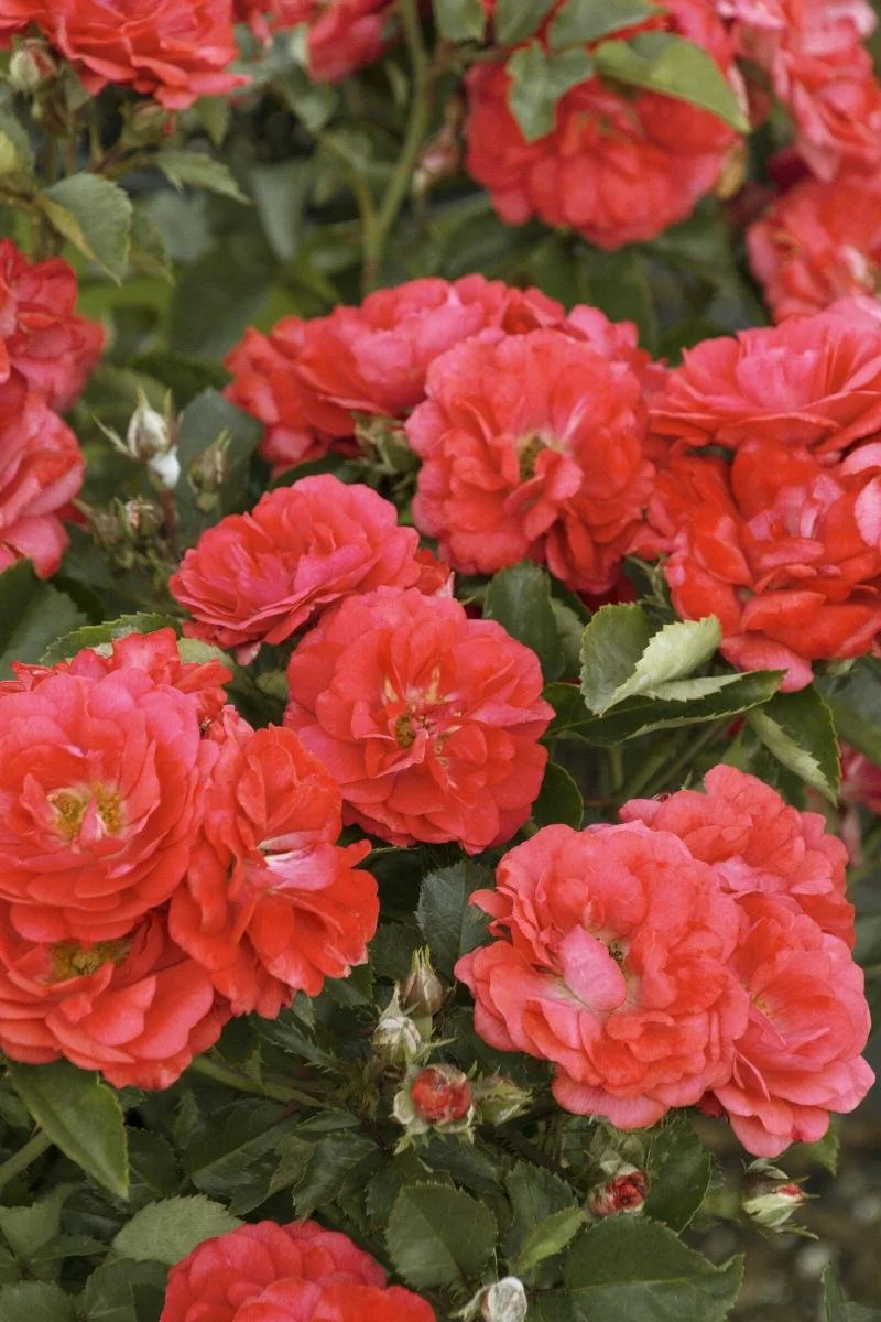 Drift Rose Coral.jpeg