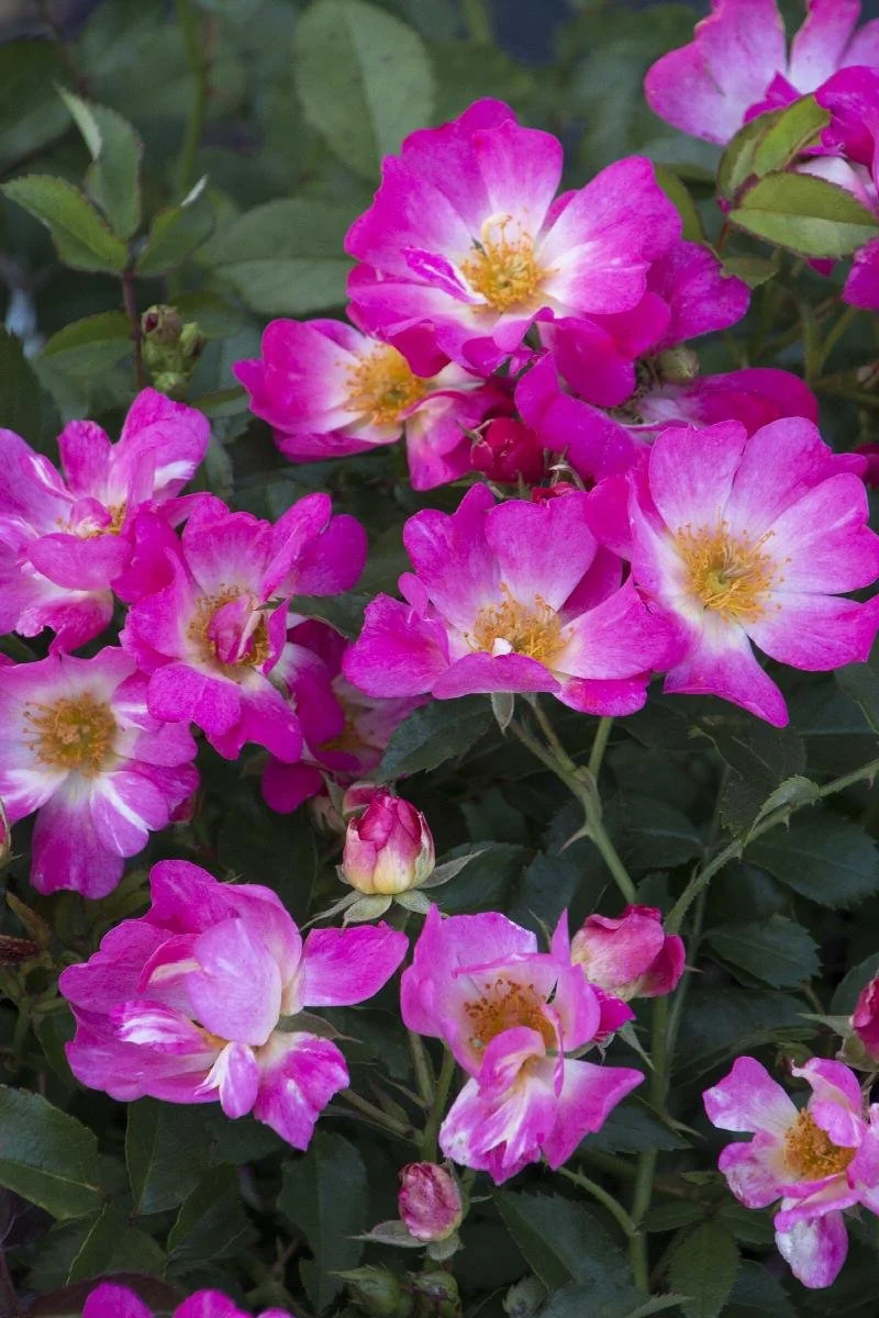 Pink Drift Groundcover Rose 3 Gallon Container — Lawns of Tulsa