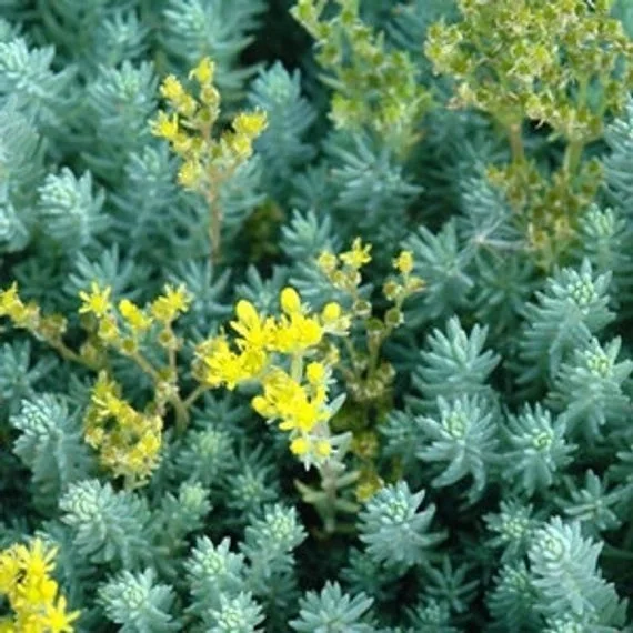 Sedum Blue Spruce 2.jpeg