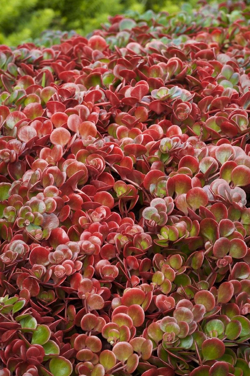Sedum Coral Reef.jpeg