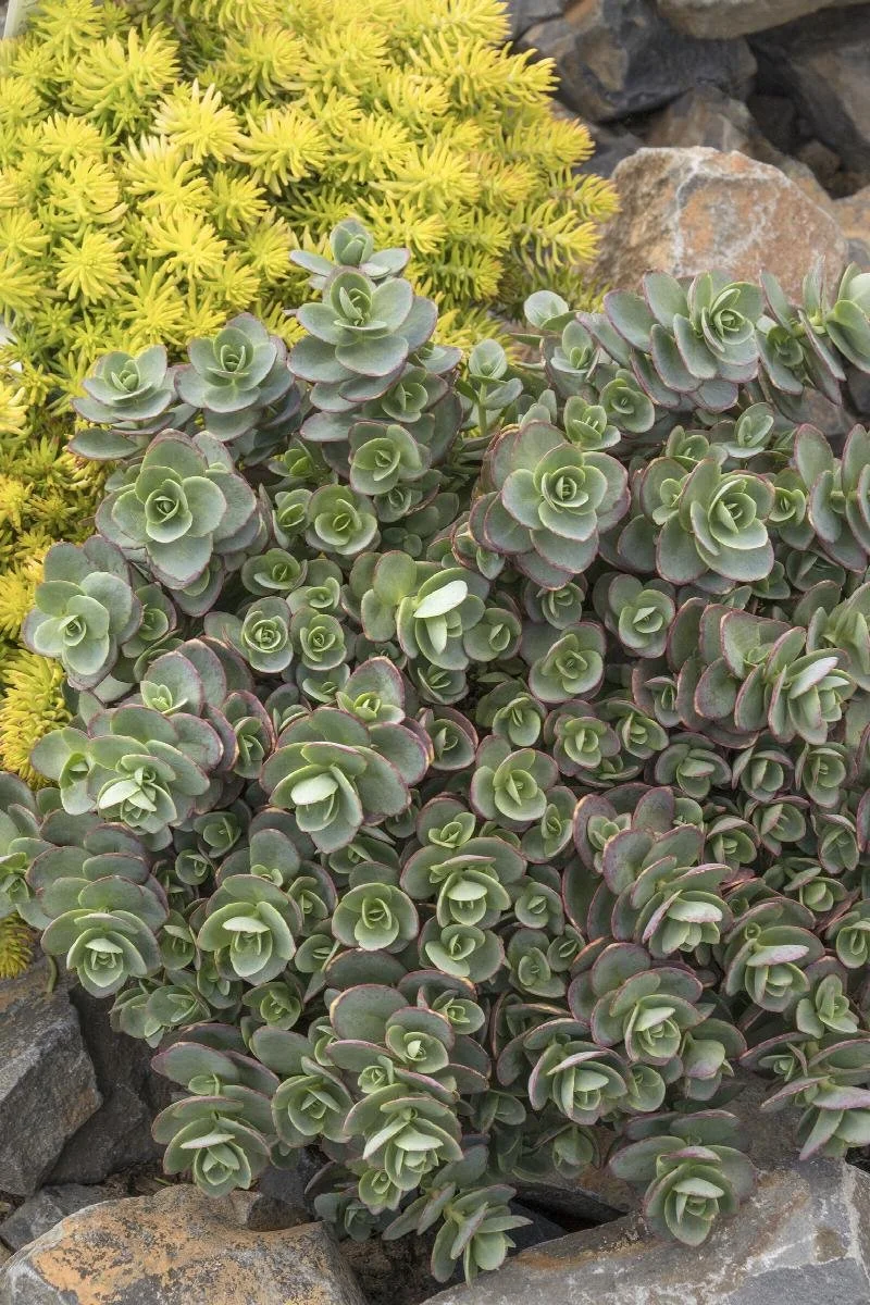 Sunsparkler Lime Zinger Sedum - 1 Gallon Container