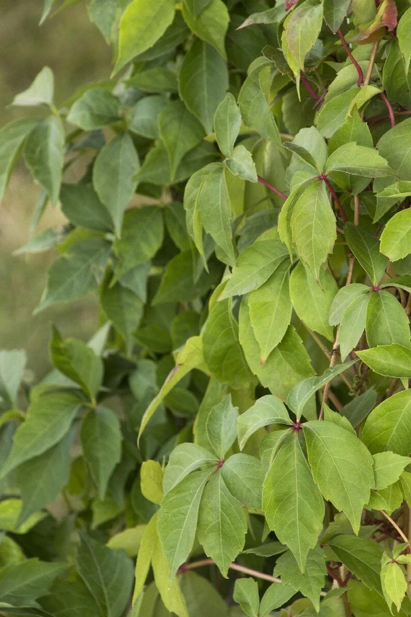 Virginia Creeper.jpeg