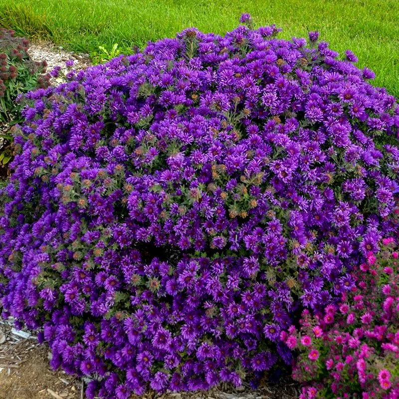 aster grape crush 2.jpeg