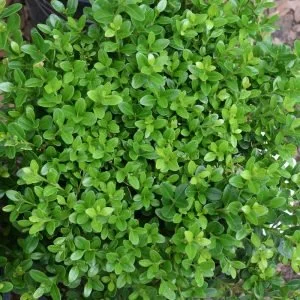 Baby Gem Boxwood