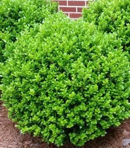 Baby Jade Boxwood - 3 Gallon Container