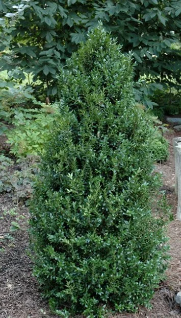Dee Runk Boxwood
