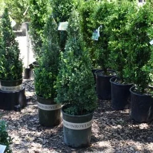 Sugarbush Boxwood