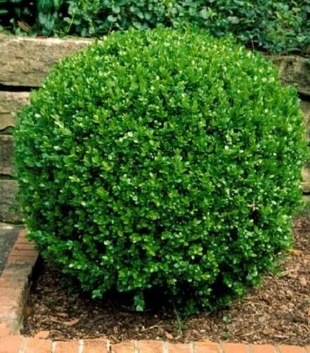 Wintergreen Boxwood